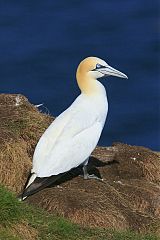 Northern Gannet